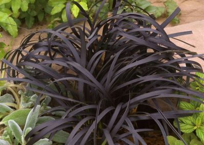 Ophiopogon