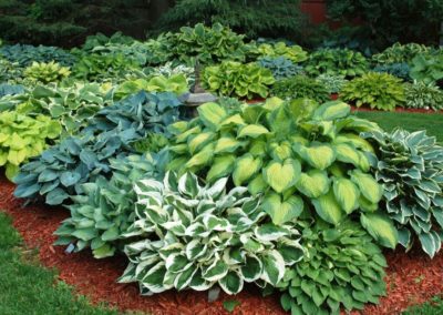 Hostas
