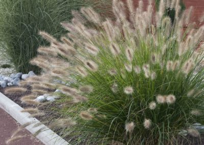 Pennisetum