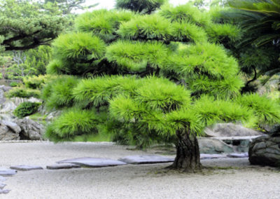 Pin taillé pour l jardin japonais