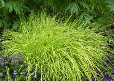Carex