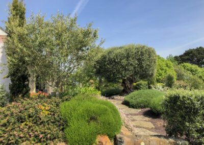 Jardin méditerranéen avec olivier
