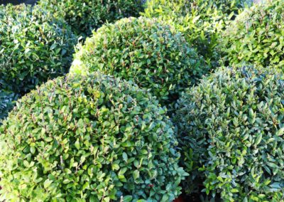 Ilex