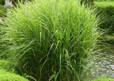 Miscanthus