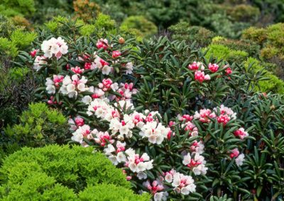 Rhododendron