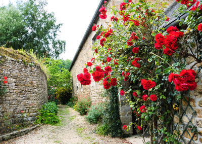 Rosier grimpant
