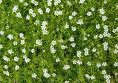 Sagine en fleurs