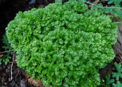 Selaginella