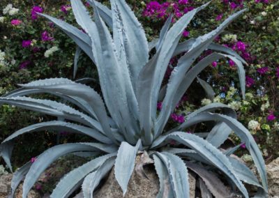 Agave