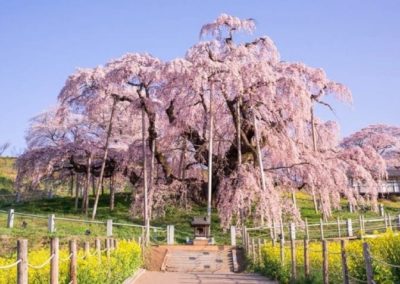 Cerisier du Japon