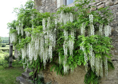 Glycine blanche
