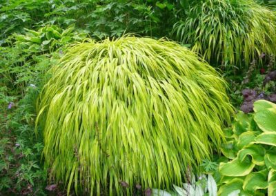 Hakonechloa