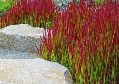 Imperata
