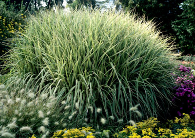 Miscanthus