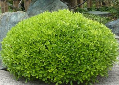 pittosporum nain