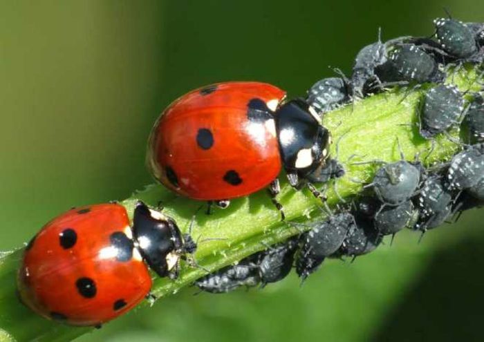 Des coccinelles mangeant des pucerons