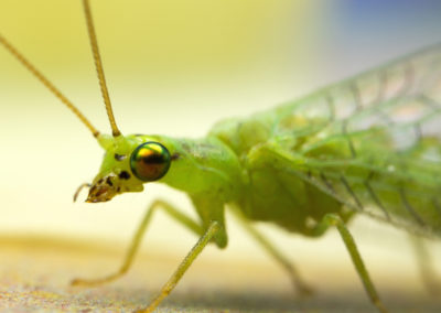 La demoiselle aux yeux d'or