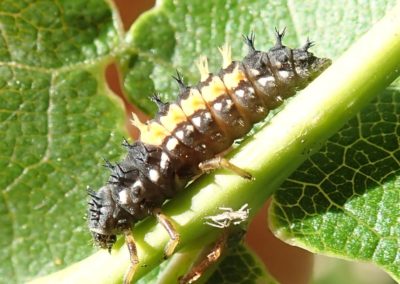 Larve de coccinelle