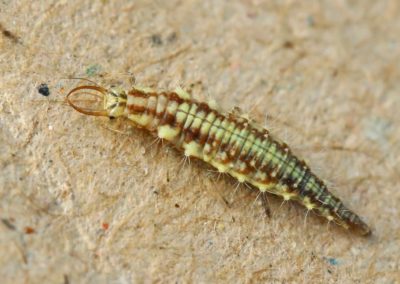 Larve de chrysope