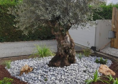 Mise en valeur de l'olivier avec des gros galets lagon.