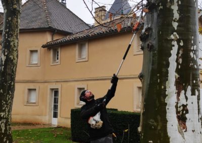 Petit élagage au Château Grand Barrail à Saint Emilion Julien réalise un petit élagage au Château Grand Barrail à Saint Emilion