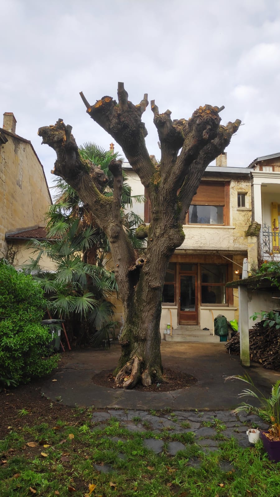 L'arbre élagué L'arbre élagué