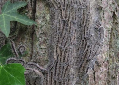 Les chenilles descendent de l'arbre.