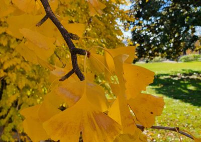 Le gingko prend ses couleurs d'Automne.