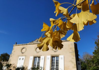 Le gingko prend ses couleurs d'Automne.