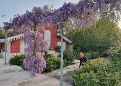 La glycine est en fleurs...