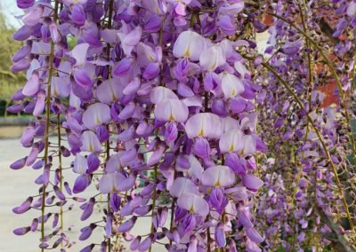 La glycine est en fleurs...