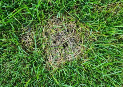 Tache champignons espace vert