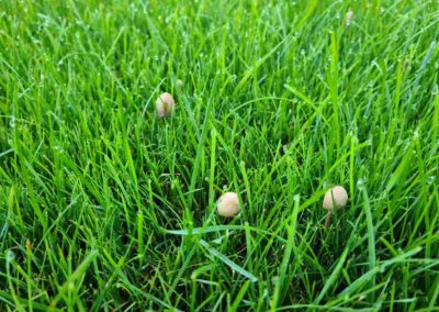 champignons dans gazon.