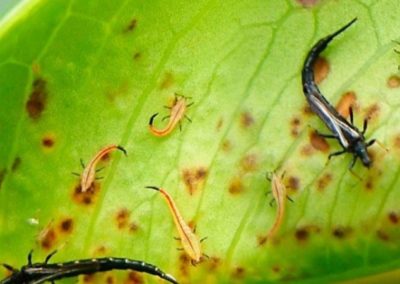 Thrips feuille