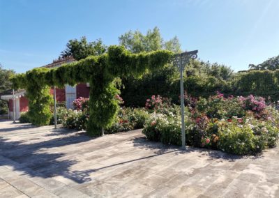 La roseraie et la glycine au début du printemps.