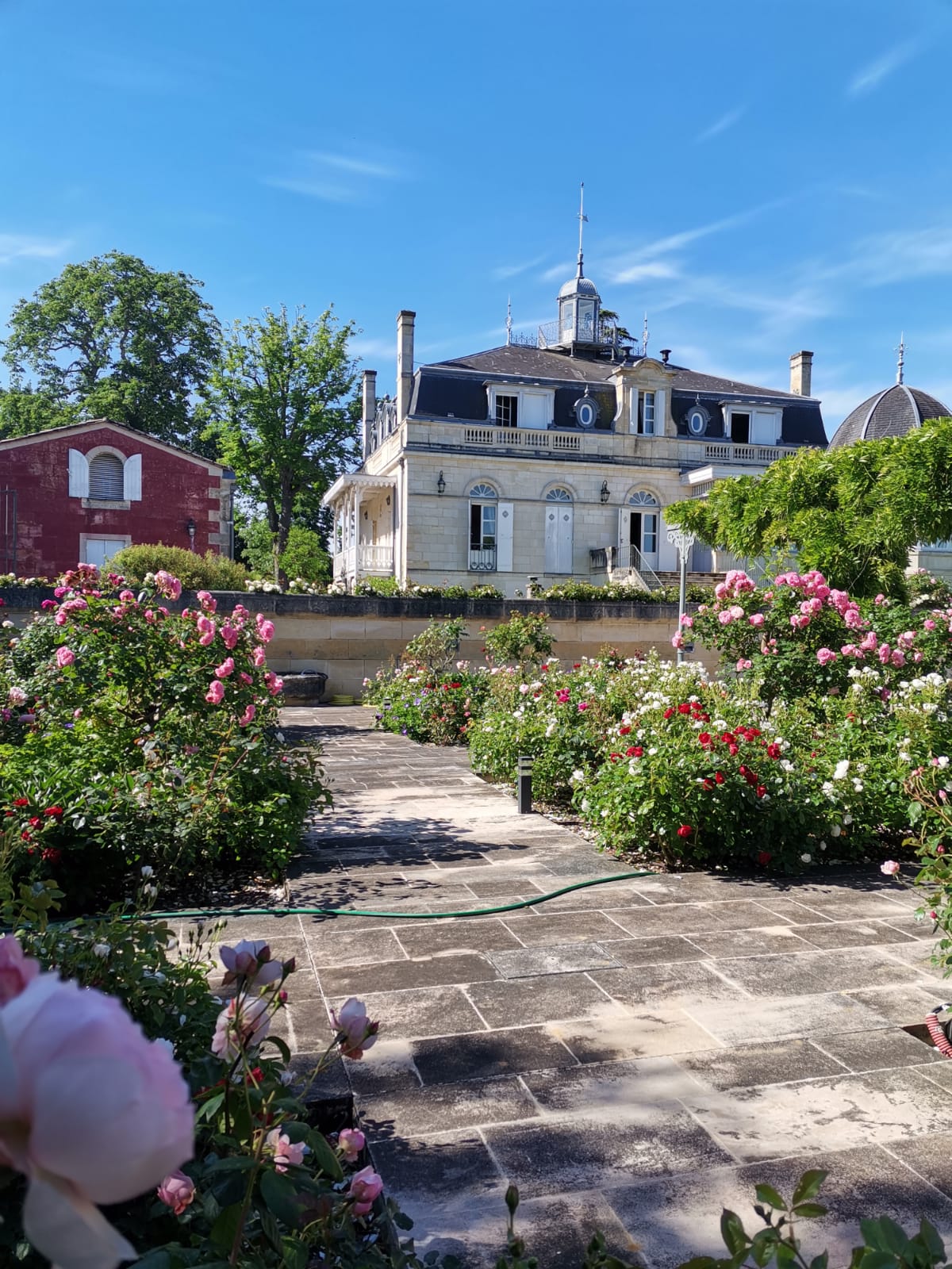 La roseraie aux multitudes de fleurs. La roseraie aux multitudes de fleurs.
