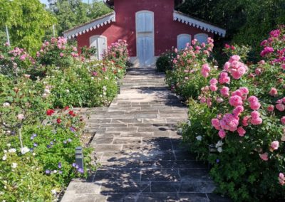 La roseraie aux multitudes de fleurs.
