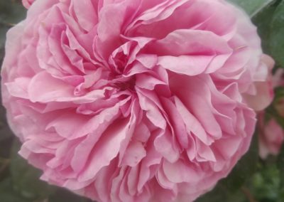 Une des sublimes fleurs de la roseraie du Château.