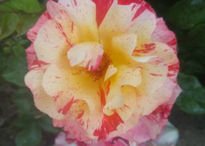 Une des sublimes fleurs de la roseraie du Château.