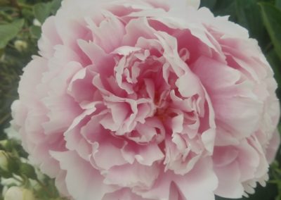 Une des sublimes fleurs de la roseraie du Château.