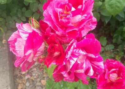 Une des sublimes fleurs de la roseraie du Château.
