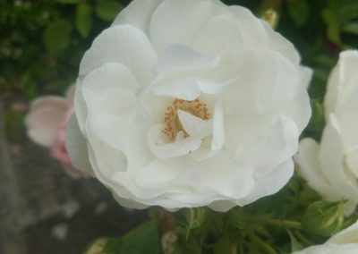 Une des sublimes fleurs de la roseraie du Château.