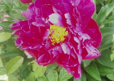 Une des sublimes fleurs de la roseraie du Château.