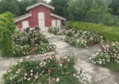 La roseraie aux multitudes de fleurs.