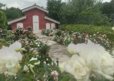 La roseraie aux multitudes de fleurs.