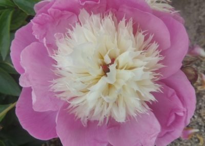 Une des sublimes fleurs de la roseraie du Château.