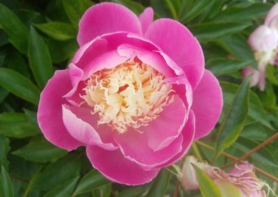 Une des sublimes fleurs de la roseraie du Château.