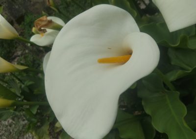 Arum