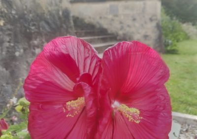 Hibiscus