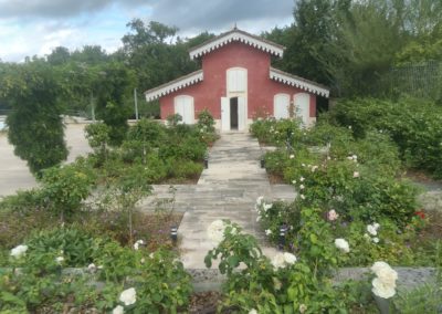 Les roses commencent à apparaître